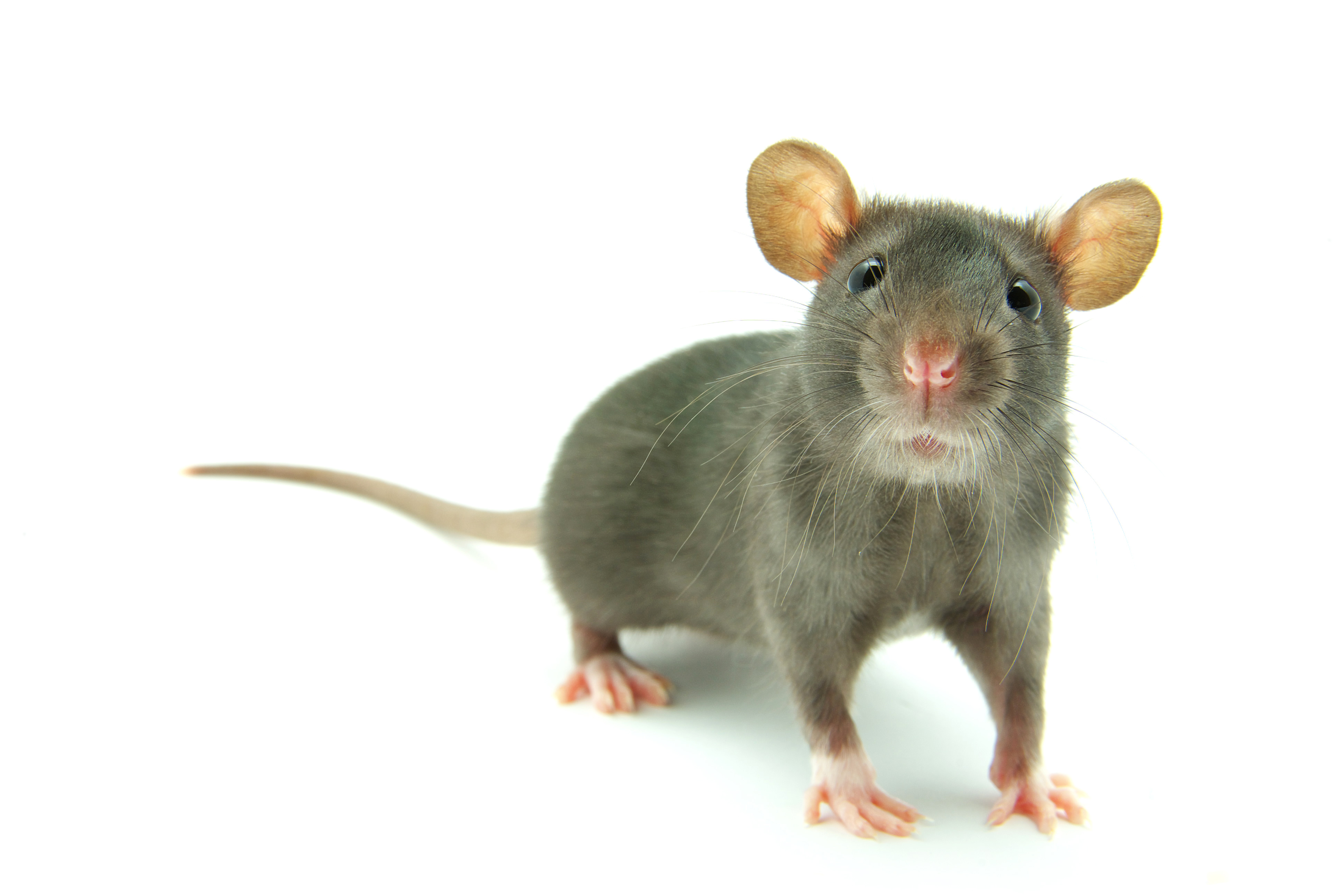 Photo d'un rat sur fond blanc
