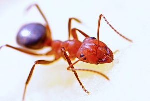 Photo d’une fourmi