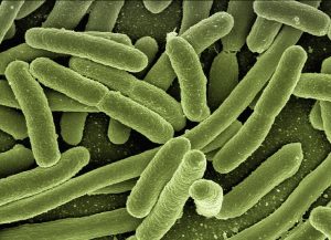 Photo de bactéries au microscope électronique