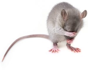 Photo d’une souris qui semble pleurer